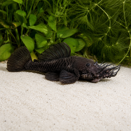 L34 pleco 6-8cm