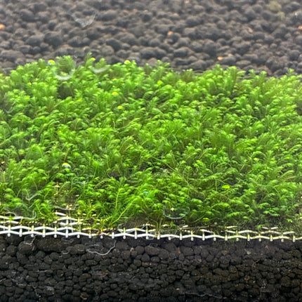 Premium Mini Fissiden Mesh Aquatic Moss for Nano Aquariums & Aquascaping