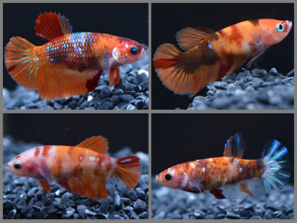 Betta female HMPK Candy nemo 3cm