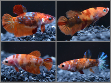Betta female HMPK Candy nemo 3cm