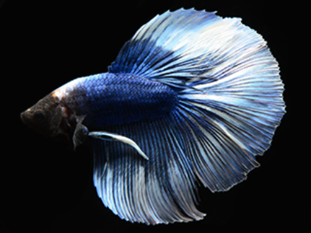 Betta male blue butterfly 5cm
