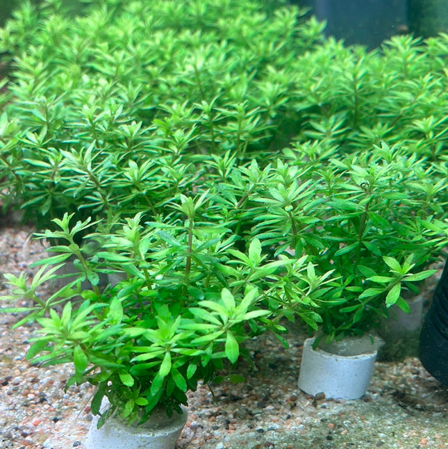 Vibrant Limnophila Sp. 'Vietnam' Aquarium Plant - Lush Green Ground Cover