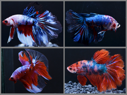 Betta male halfmoon Galaxy koi 5cm