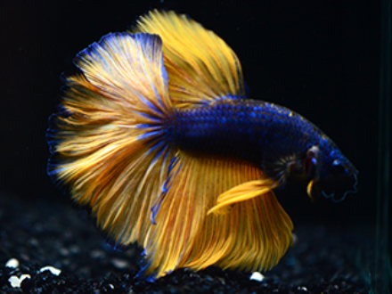 Betta halfmoon male mustard gas 5cm