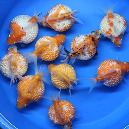 Pearlscale goldfish 4cm