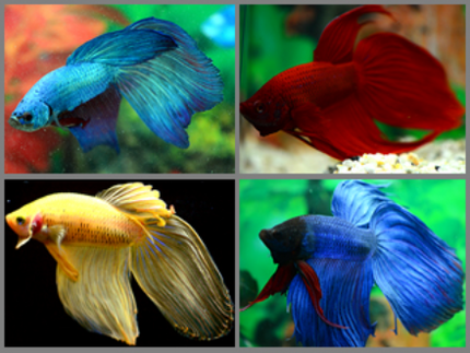 Betta male assorted 5cm