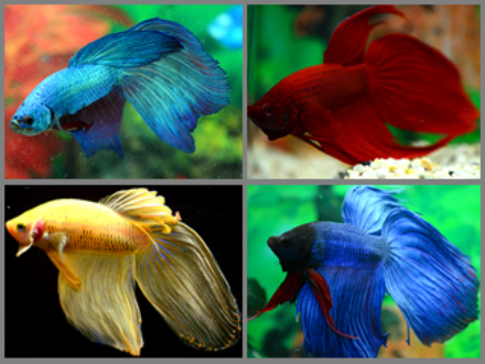 Betta male assorted 5cm