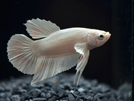 Betta male white HMPK 4cm
