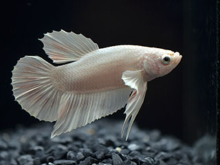 Betta male white HMPK 4cm