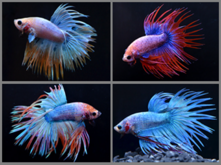 Betta male Crowntail Cambodian 5cm