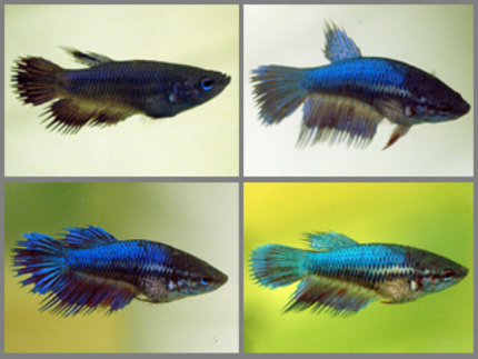 Betta female crowntail 3cm x 5pc