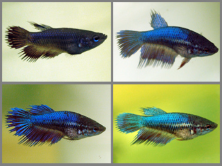 Betta female crowntail 3cm x 5pc