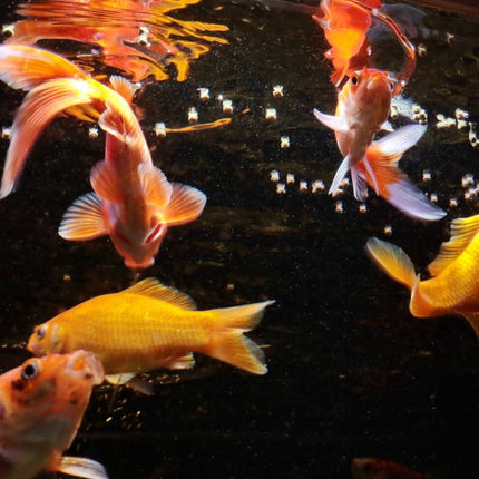 JBL ProNovo Red Grano M Goldfish Floating Pellets | Enhanced Color & Health