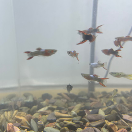 AquaBloom Kit