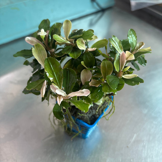Vibrant Pink Melawi Bucephalandra Live Aquarium Plant, Low Maintenance Aquatic Beauty