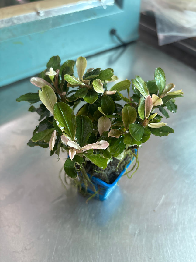 Vibrant Pink Melawi Bucephalandra Live Aquarium Plant, Low Maintenance Aquatic Beauty