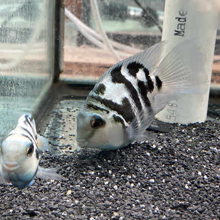 Turquoise marbled parrot cichlid 3-4cm