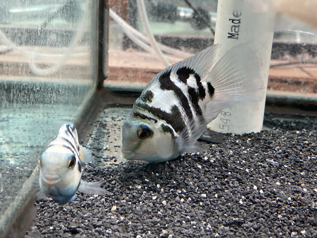 Turquoise marbled parrot cichlid 3-4cm