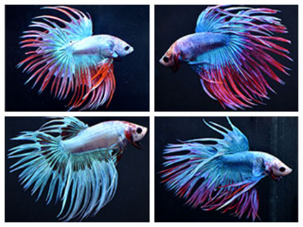 Betta male Crowntail tricolour 5cm