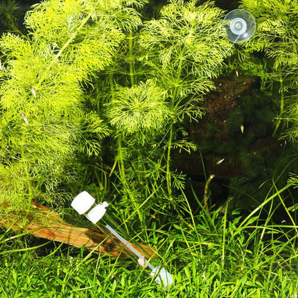 JBL PlaCollect Aquarium Planaria Trap: Chemical-Free Flatworm Removal Solution for Aquariums
