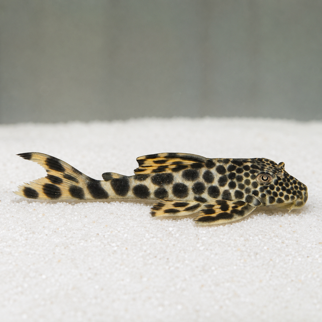 L75 Pleco Peckoltia sabaji 5-6cm