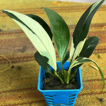 Rare White Anubias Heterophylla Live Aquarium Plant - Easy Care Freshwater Beauty