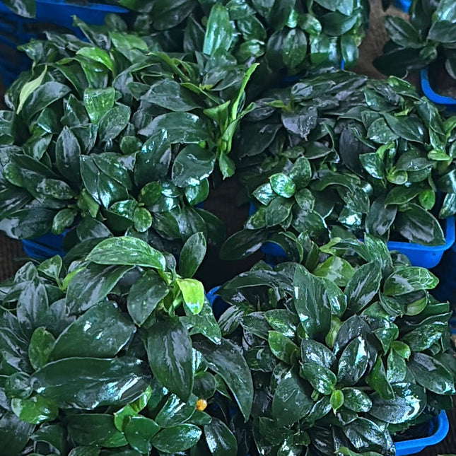 Anubias Pangolin Live Aquarium Plant: Easy Care, Foreground, Non-CO2