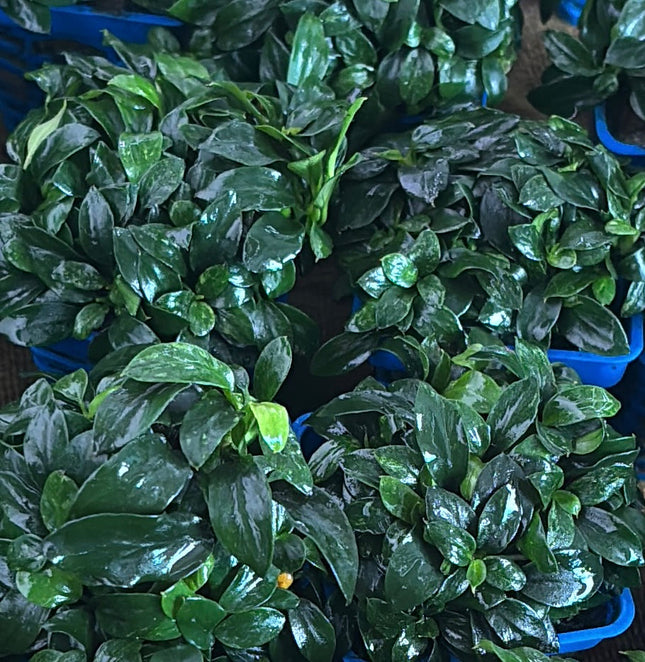 Anubias Pangolin Live Aquarium Plant: Easy Care, Foreground, Non-CO2