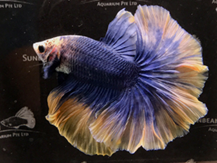 Betta male Halfmoon Yellow mascot 5cm