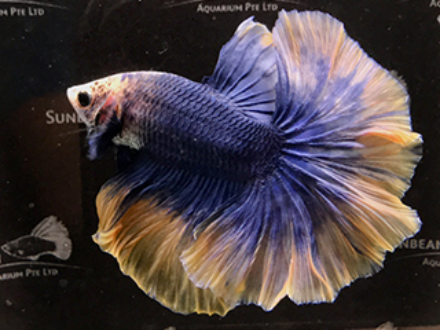 Betta male Halfmoon Yellow mascot 5cm