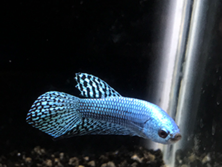 Betta Male HMPK Blue Alien 3cm