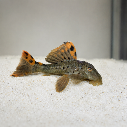 L91 Pleco 8-10cm