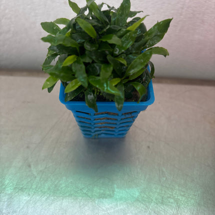 Anubias Mini Glabra Live Aquarium Plant – Easy Low Light Aquatic Foliage