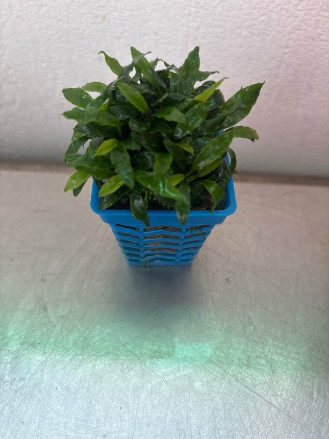 Anubias Mini Glabra Live Aquarium Plant – Easy Low Light Aquatic Foliage