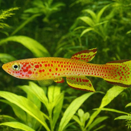 Aphyosemion Gardeni Gold killifish 3-4cm