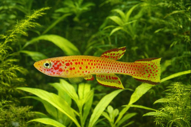Aphyosemion Gardeni Gold killifish 3-4cm