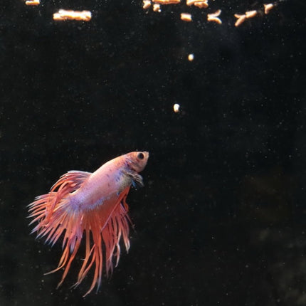 JBL ProNovo Betta Insect Sticks: High-Quality Fish Food for Vibrant Bettas