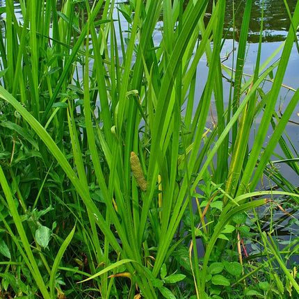 Vibrant Acorus Calamus Live Aquarium Plant – Easy Care Freshwater Foliage