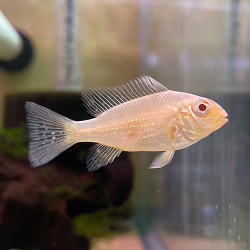 Albino Heckeli Eartheater 5cm , 8cm
