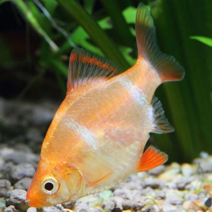 Albino Tiger Barb 3cm