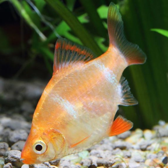 Albino Tiger Barb 3cm