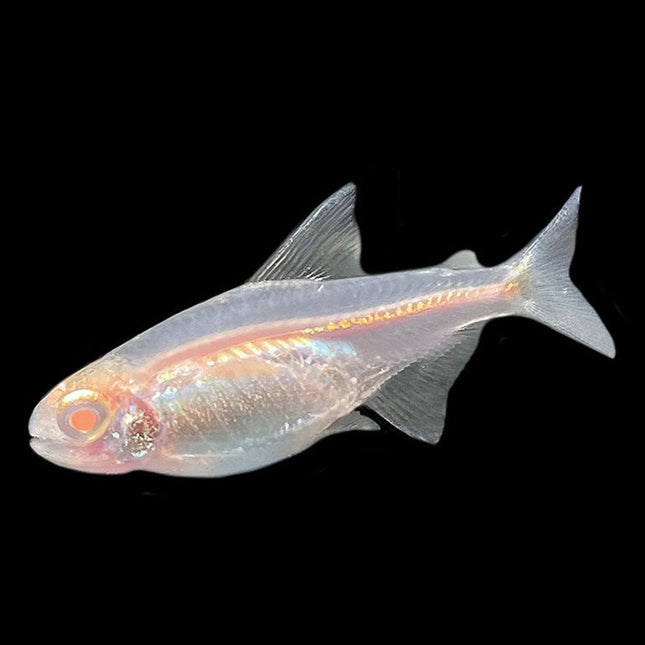 Albino glowlight tetra 2.5cm