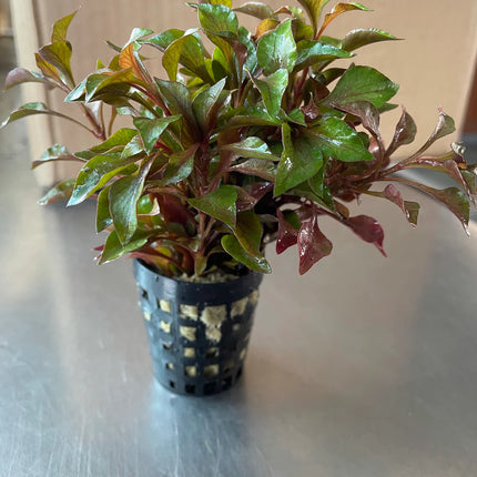 Vibrant Alternanthera Bettzickiana Red Live Aquarium Plant – Colorful Red Foliage