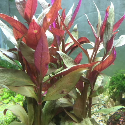 Vibrant Alternanthera Lilacina Live Aquarium Plant – Deep Red Stem Accent