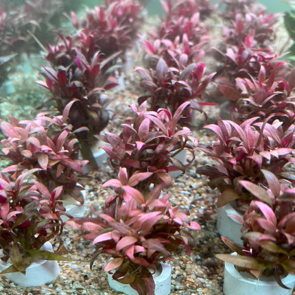 Vibrant Alternanthera Reineckii Mini Live Aquarium Plant – Compact Red Accent