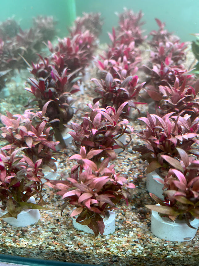 Vibrant Alternanthera Reineckii Mini Live Aquarium Plant – Compact Red Accent