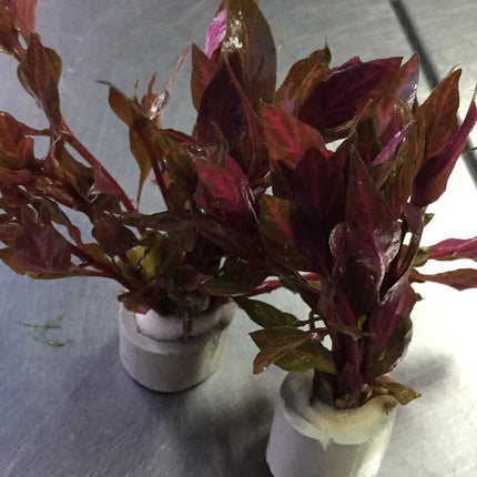 Vibrant Alternanthera Reineckii Variegated Live Aquarium Plant – Striped Red Foliage