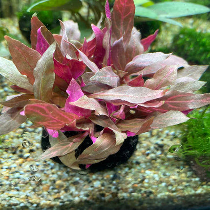 Vibrant Alternanthera Reineckii Variegated Wabikusa Live Aquarium Plant
