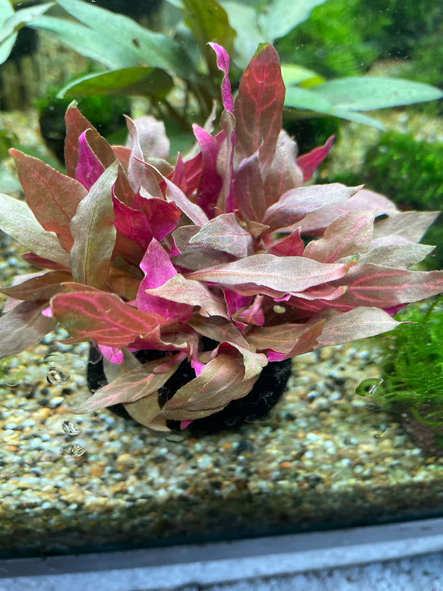 Vibrant Alternanthera Reineckii Variegated Wabikusa Live Aquarium Plant