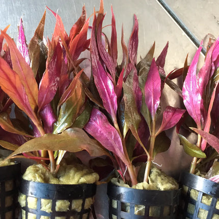 Vibrant Alternanthera Rosaefolia Live Aquarium Plant – Rosy Red Leaves